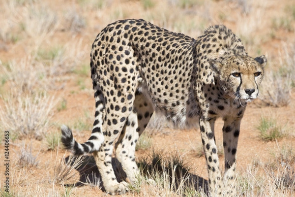 Fototapeta Cheetah, Namibia