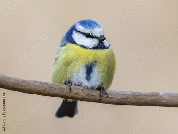 Obraz Blue tit sitting on a twig