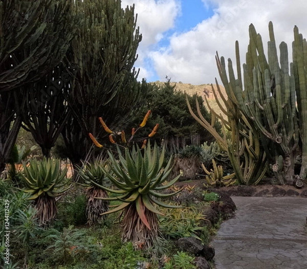Obraz jardin de cactus