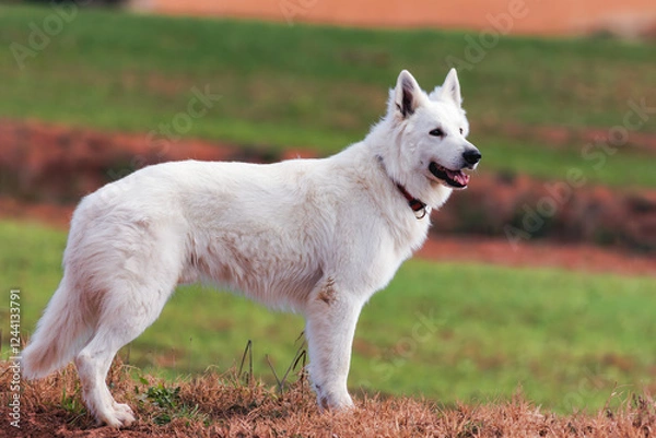 Obraz PERRO PASTOR BLANCO SUIZO