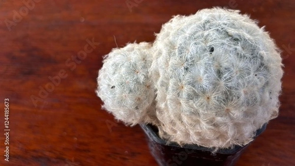 Obraz White cactus in a pot