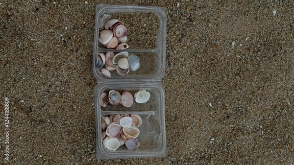 Obraz Seashell Summer