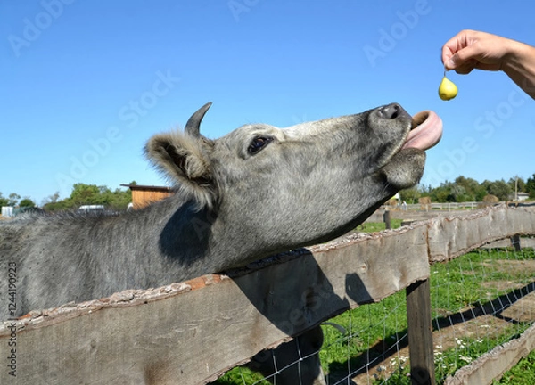 Obraz Latvian blue cow reaches tongue for pear in man's hand