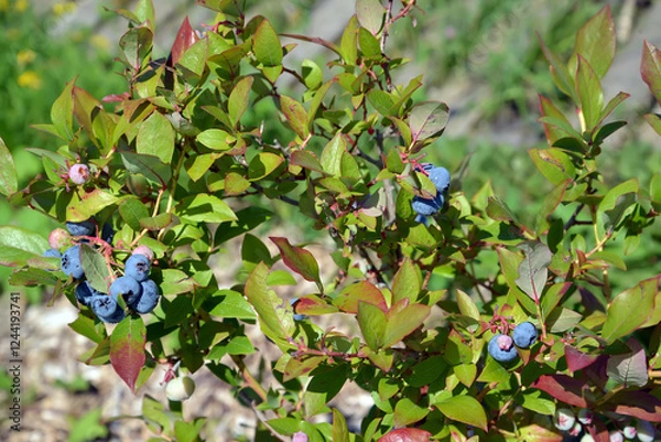 Obraz Garden blueberry with berries (Vaccinium corymbosum L.)