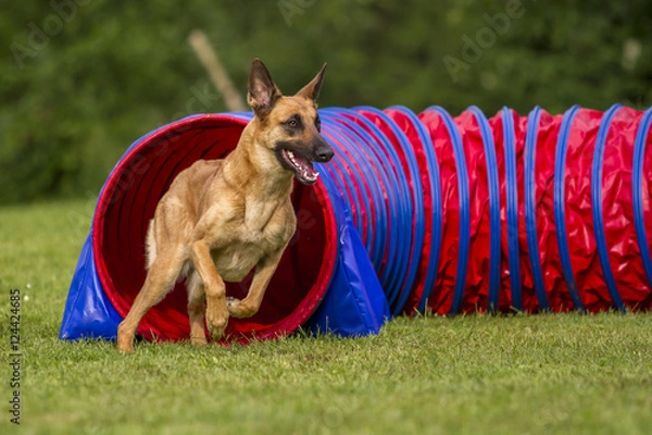 Obraz Agility - Malinois im Tunnel