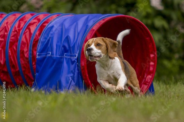Obraz Agility- Beagle im Tunnel