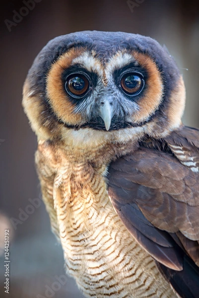 Obraz Brown wood owl (Strix leptogrammica) on brown background