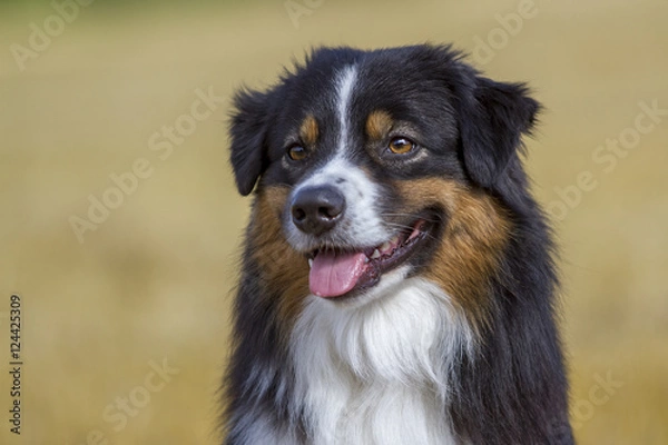Fototapeta Australian Schepherd - Kopfportrait