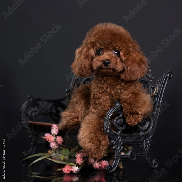Fototapeta puppy breed miniature aussie, puppy chocolate color toy poodle breed, small dog

fawn color, american cocker spaniel, beautiful haircut, grooming, puppy, dog, pedigree, long hair