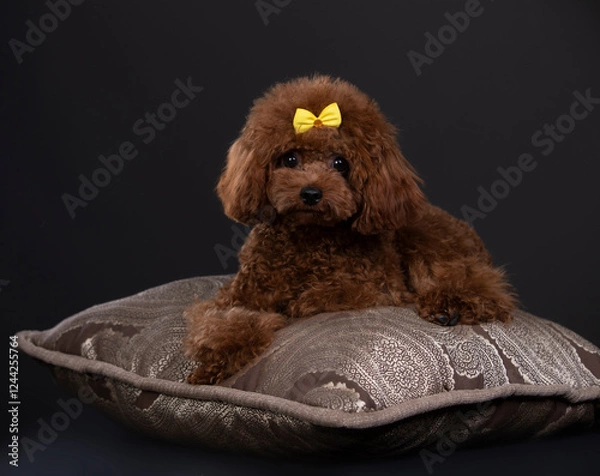 Fototapeta puppy breed miniature aussie, puppy chocolate color toy poodle breed, small dog

fawn color, american cocker spaniel, beautiful haircut, grooming, puppy, dog, pedigree, long hair