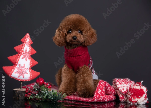 Fototapeta small dog toy poodle, chocolate color