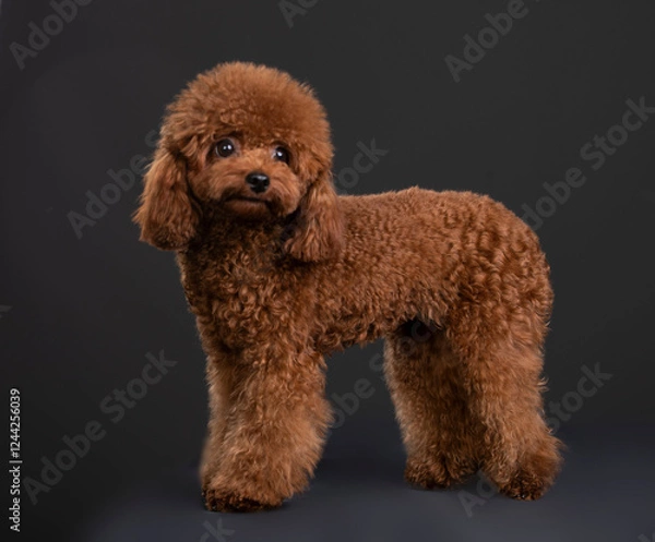 Fototapeta small dog toy poodle, chocolate color