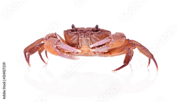 Fototapeta Fiddler Crab Izolowany na białym tle