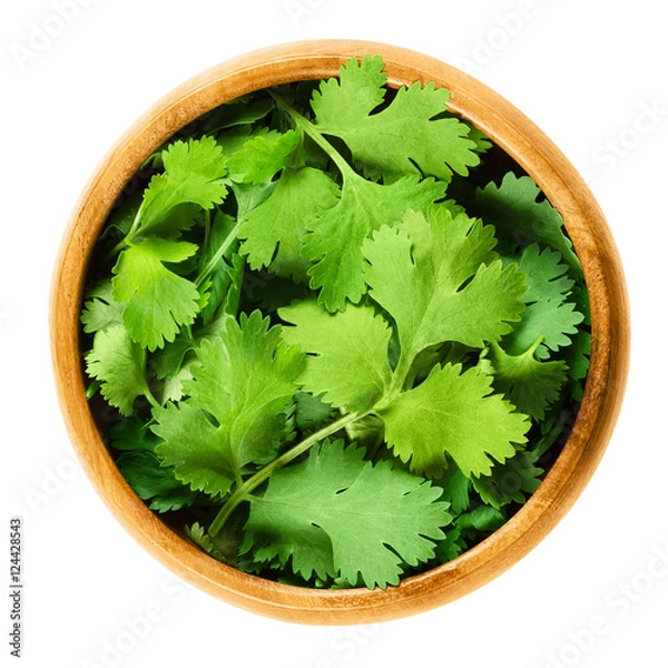 Fototapeta Świeże liście kolendry, znane również jako kolendra, chińska pietruszka i dhania, w drewnianej misce na białym tle. Green Coriandrum sativum. Zioła jadalne. Makro odizolowane zdjęcie żywności bliska z góry.