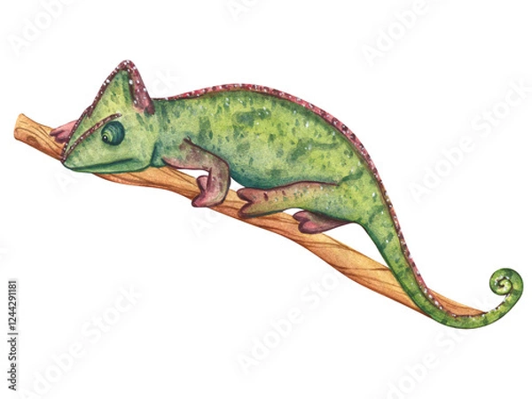 Obraz Watercolor illustration of green chameleon on a branch. Exotic African animal isolated on white background. Painting wildlife-themed for designs invitation and card
