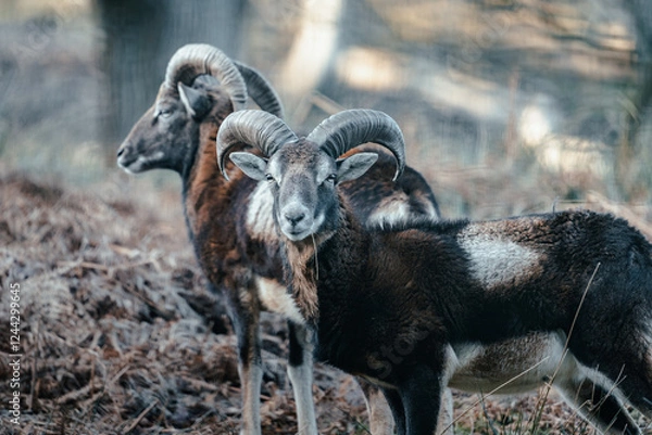 Obraz Muffelwild im Wald, Mufflon in Deutschland, Muffel im Visier