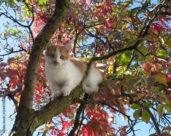 Fototapeta Młody rudo-biały kociak na drzewie. A young red and white kitten on a tree.	