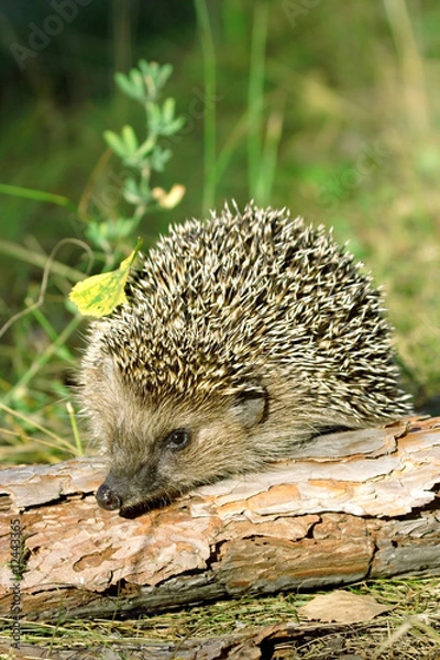 Obraz Hedgehog