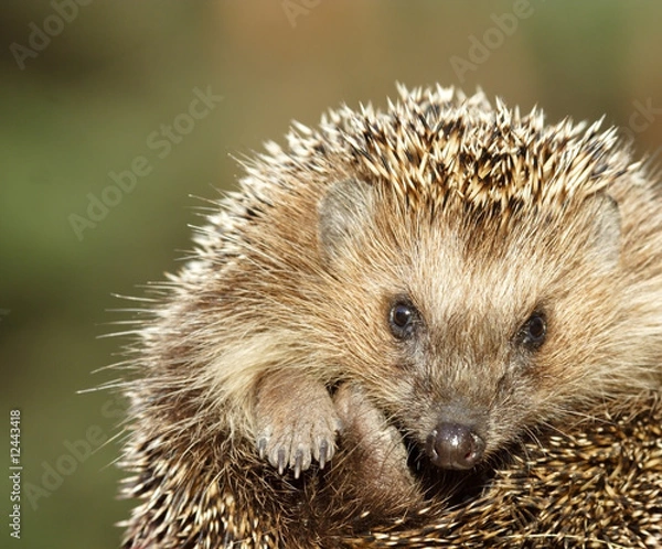 Obraz Hedgehog