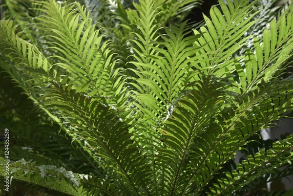 Fototapeta ブレクヌム・ギッブム　葉模様