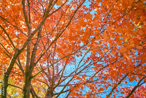 Obraz Forest autumn colored orange yellow red maple leaf tree against a clear blue sky background. Warm vibrant color foliage outdoors in a park. Nature landscape background.