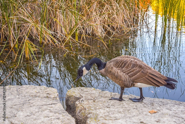 Fototapeta Canada black and white goose standing on a rock near a pond lake river in the public park outdoors. Water reflection of warm vibrant leaves and plants. Nature fall autumn season landscape background.
