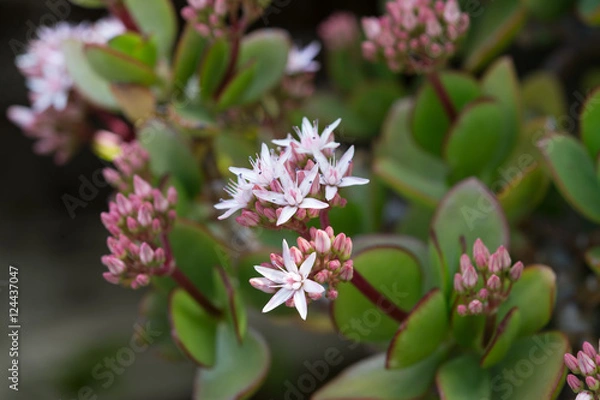 Obraz カネノナルキ