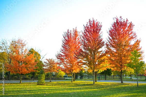 Fototapeta Orange red yellow color tree leaves with green grass at an autumn fall park outdoors. Warm sunny day in the afternoon. Nature autumnal background