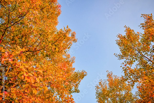 Fototapeta Changing orange forest maple tree leaves in the autumn fall season against blue sky background. Warm evening nature day at a park outdoors. Landscape background in october. Maple leaf foliage