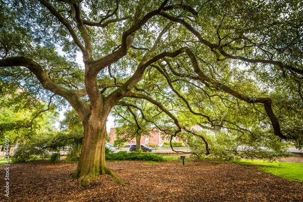 Fototapeta Tree outside the Trinity Episcopal Cathedral, in Columbia, South