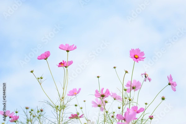 Obraz コスモス