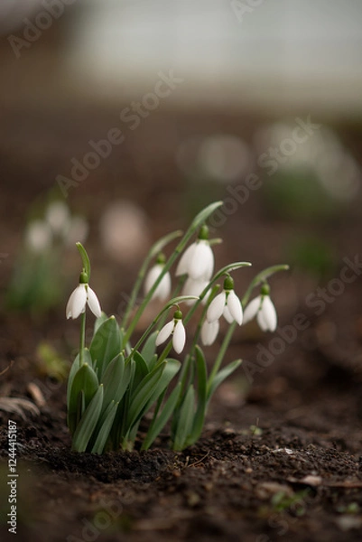 Fototapeta Snowdrops in spring. First flowers.