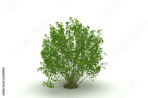 Obraz tree isolated (bush)