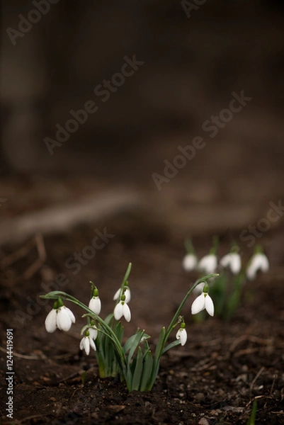 Obraz Snowdrops in spring. First flowers.