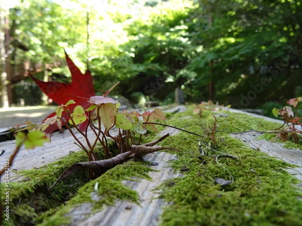 Fototapeta 秋のきのこ