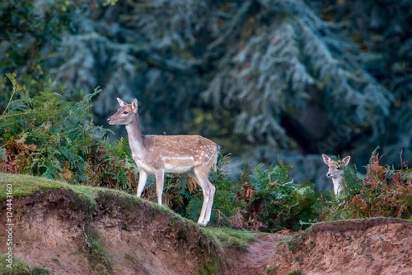 Fototapeta A Fallow Deer Doe