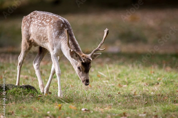 Fototapeta Fallow Deer Buck