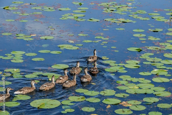 Obraz Kirkland, Washington State, USA. Flock of female common mallards swimming in Juanita Bay Park through the lily pads, part of Lake Washington.