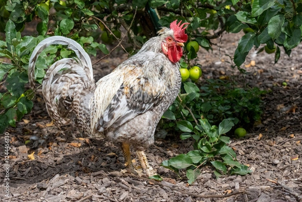 Obraz Port Townsend, Washington State, USA. Free-ranging Plymouth Barred Rock rooster standing in a garden area.