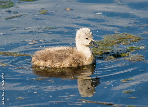 Obraz Schwanenküken