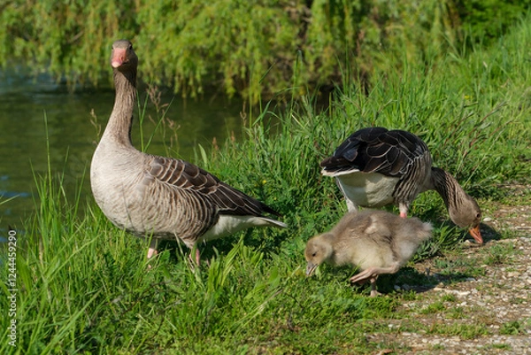 Obraz wachsame Graugans mit Küken
