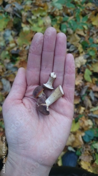 Fototapeta Осенние грибы опята