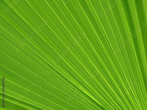 Obraz Tropical plant leaf closeup