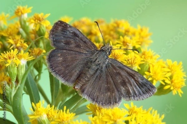 Obraz Erynnis tages