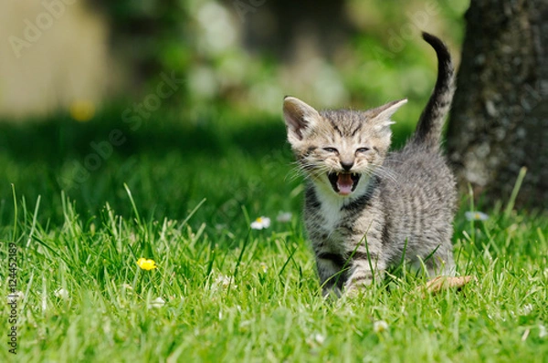 Fototapeta gray kitten standing on meadow and meow