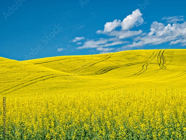 Fototapeta USA, Washington State, Palouse Region. Spring canola field with contours and lines