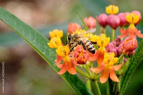 Obraz Bee on a spring flower, close up view
