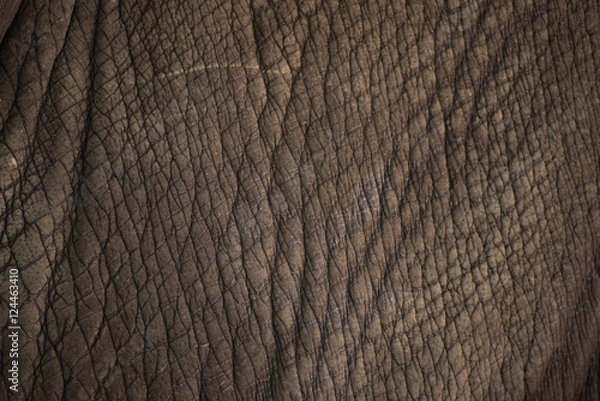 Obraz Rhino skin texture