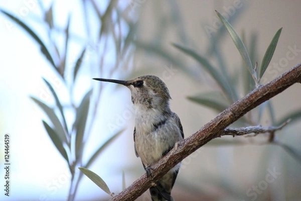 Fototapeta Hummingbird