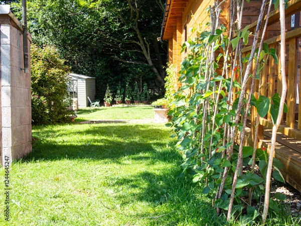 Fototapeta Runner bean vegetable plants growing up rustic canes in a small garden bathed in warm spring summer sunlight